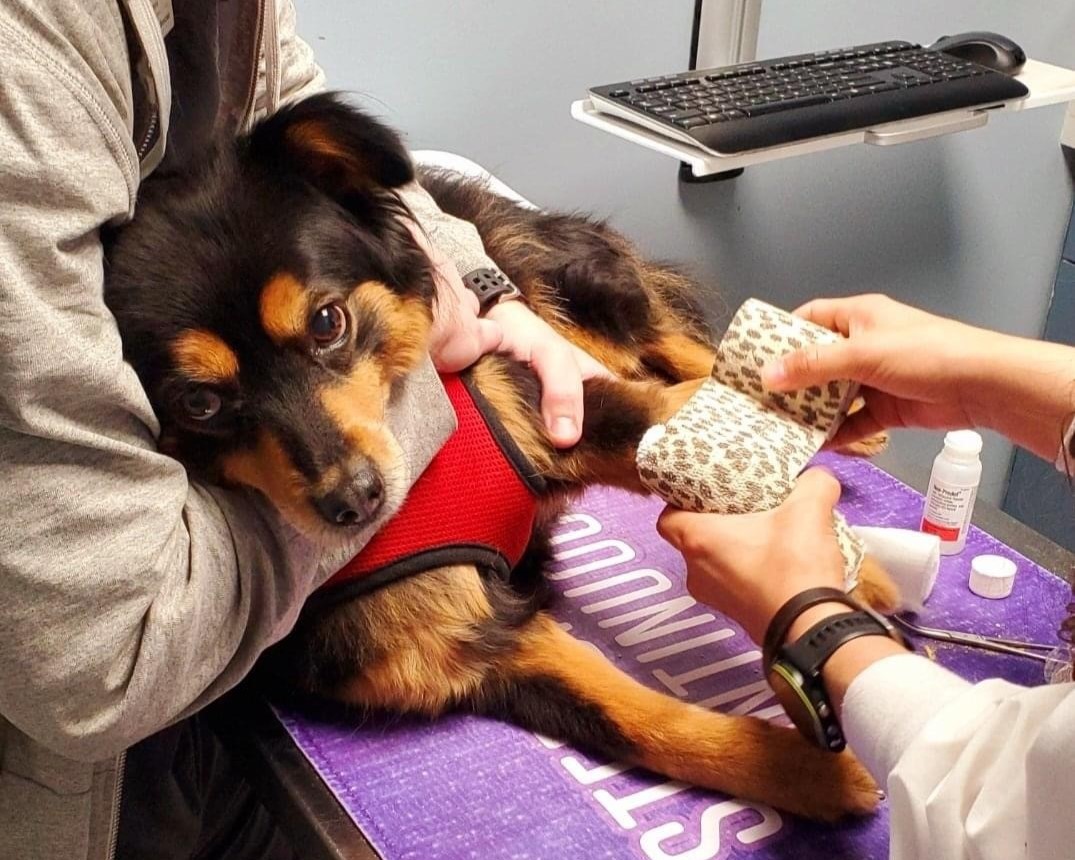 A vet wrapping bandage around a dog's leg