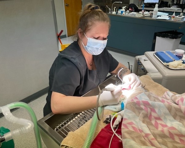 A vet doing dental procedure for a pet