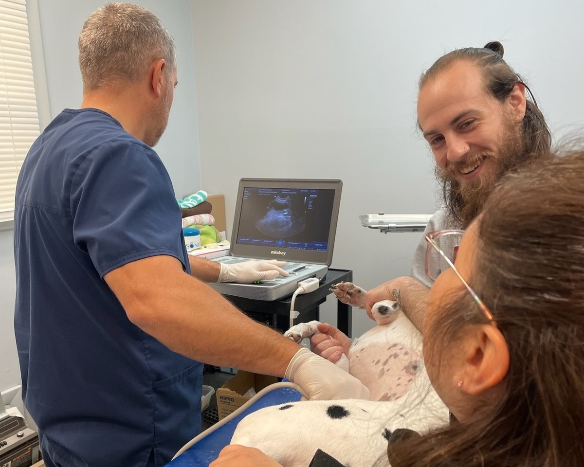 Vet and staff taking ultrasound scan of a dog