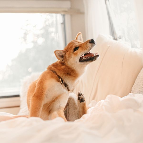 A dog lying on a bed scratching itself