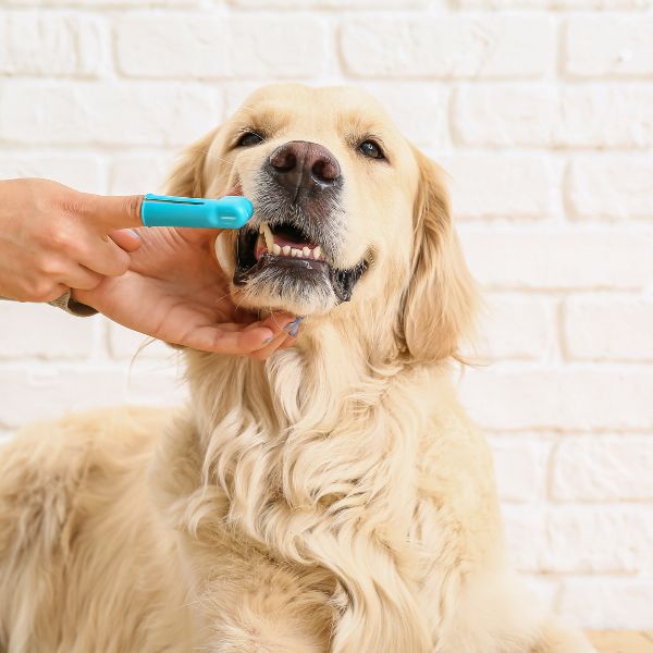 A person brushing a dog's teeth with a toothbrush