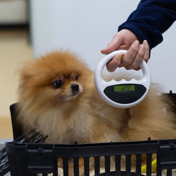 Vet scanning microchip implant of a dog