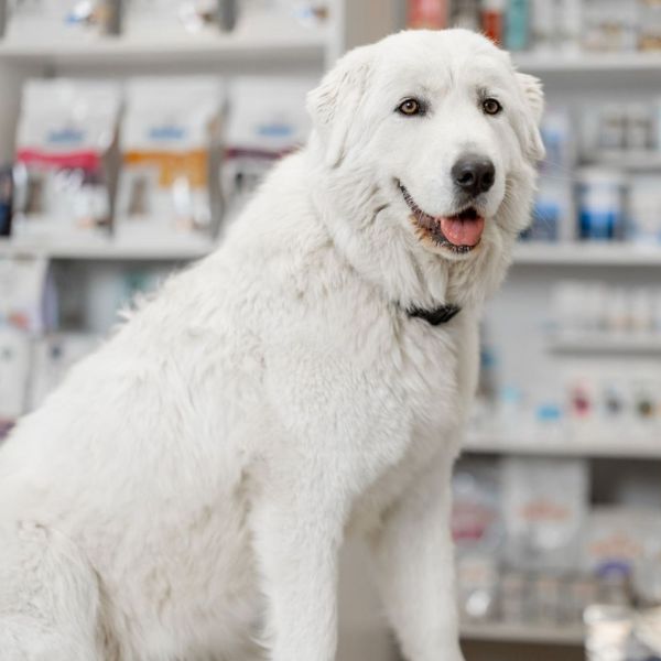 A dog sitting on a table in the pharmacy