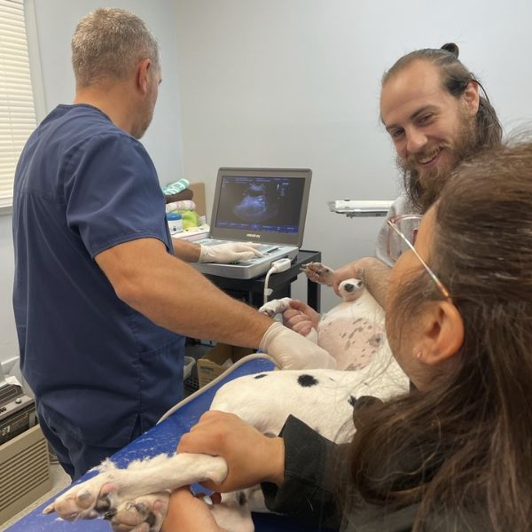 Vet and staff taking ultrasound scan of a pet