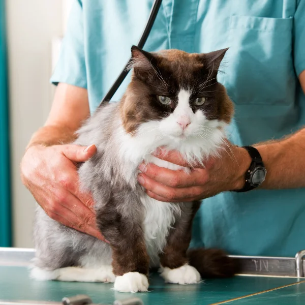 A veterinarian in teal scrubs holds a fluffy brown and white cat on an exam table.