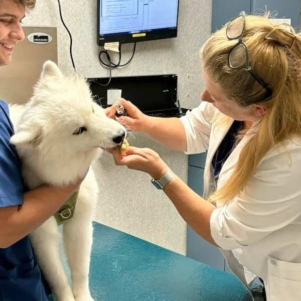 A person brushing a dog's teeth with a toothbrush